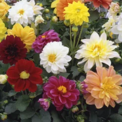 40 Mixed Dahlia 'Figaro' Plug Plants -Plant Promotion Shop AB0101 3 scaled