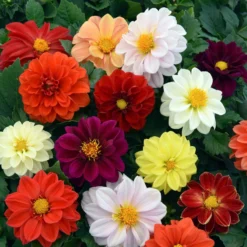 40 Mixed Dahlia 'Figaro' Plug Plants -Plant Promotion Shop AB0101 4