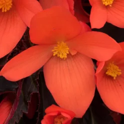 12 Annuals For Pots | The Waterloo Sunset Collection | Petunia, Dahlia & Begonia 12 12 Annuals For Pots | The Waterloo Sunset Collection | Petunia, Dahlia & Begonia -Plant Promotion Shop AB0109 6 81c7ee0f 866b 4002 a2a7 e017471f5e7f