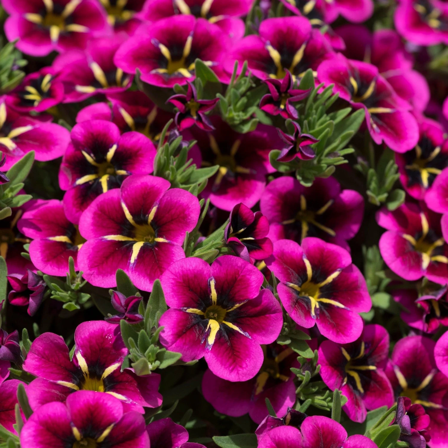12 Annuals For Hanging Baskets | The Dark Side Of The Moon Collection | Calibrachoa, Petunia & Dahlia 5 12 Annuals For Hanging Baskets | The Dark Side Of The Moon Collection | Calibrachoa, Petunia & Dahlia - Image 5