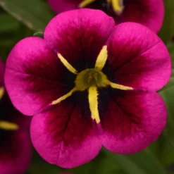 12 Annuals For Hanging Baskets | The Dark Side Of The Moon Collection | Calibrachoa, Petunia & Dahlia 10 12 Annuals For Hanging Baskets | The Dark Side Of The Moon Collection | Calibrachoa, Petunia & Dahlia -Plant Promotion Shop AB0111 5 e03dc071 f4fe 45b7 8763 f797d6ef1afb