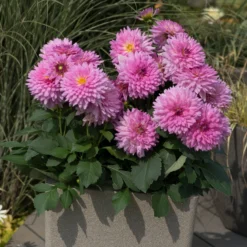Dahlia Dalina Maxi 'Salinas' Jumbo Plug Plants 7 Dahlia Dalina Maxi 'Salinas' Jumbo Plug Plants -Plant Promotion Shop AB0114 2