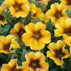 12 Annuals For Pots | The Waterloo Sunset Collection | Petunia, Dahlia & Begonia 9 12 Annuals For Pots | The Waterloo Sunset Collection | Petunia, Dahlia & Begonia -Plant Promotion Shop AB0135 5 d4a221e9 6679 4af5 bd27 c420f200752b