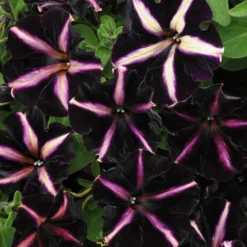 12 Annuals For Hanging Baskets | The Dark Side Of The Moon Collection | Calibrachoa, Petunia & Dahlia 13 12 Annuals For Hanging Baskets | The Dark Side Of The Moon Collection | Calibrachoa, Petunia & Dahlia -Plant Promotion Shop AB0137 3 816644ca fc56 4e51 b779 8d52539b8e7c