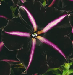 12 Annuals For Hanging Baskets | The Dark Side Of The Moon Collection | Calibrachoa, Petunia & Dahlia 12 12 Annuals For Hanging Baskets | The Dark Side Of The Moon Collection | Calibrachoa, Petunia & Dahlia -Plant Promotion Shop AB0137 4 cc5c2062 f44f 4f8e 985c 94b970dbd480