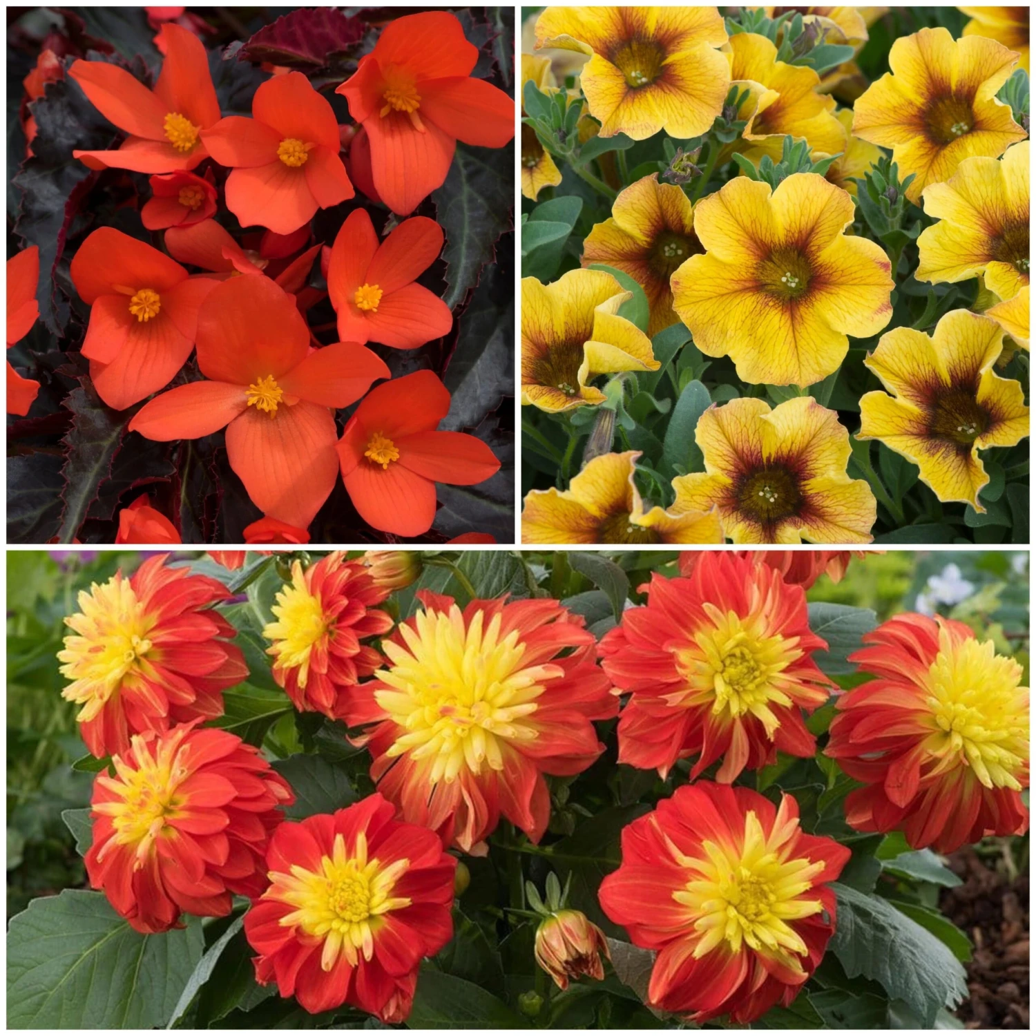 12 Annuals For Pots | The Waterloo Sunset Collection | Petunia, Dahlia & Begonia 1 12 Annuals For Pots | The Waterloo Sunset Collection | Petunia, Dahlia & Begonia