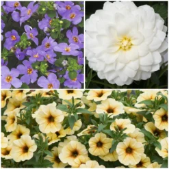 12 Annuals For Pots | The Summer Serenity Collection | Petunia, Bacopa & Dahlia