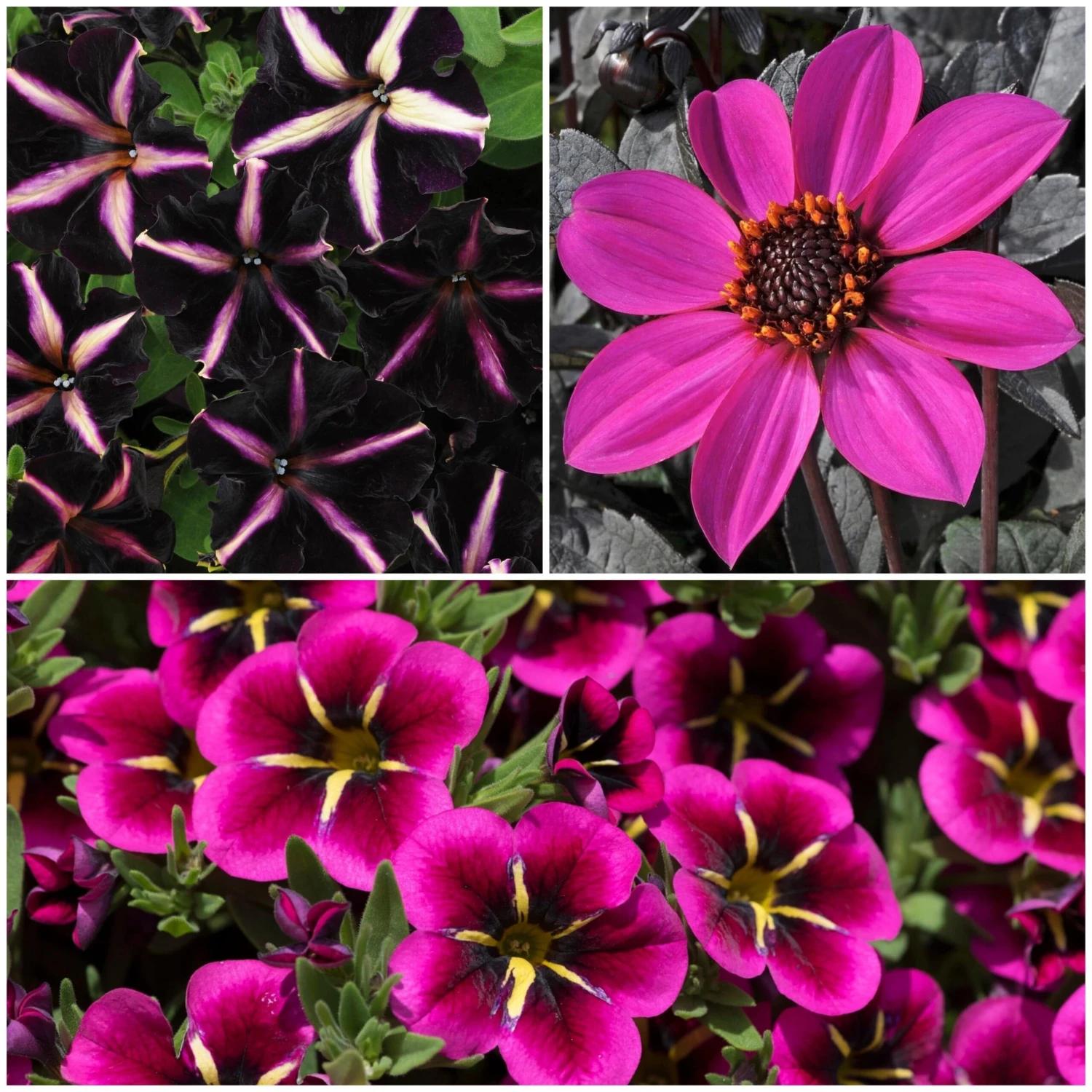 12 Annuals For Hanging Baskets | The Dark Side Of The Moon Collection | Calibrachoa, Petunia & Dahlia 1 12 Annuals For Hanging Baskets | The Dark Side Of The Moon Collection | Calibrachoa, Petunia & Dahlia