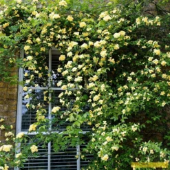 'Rosa Banksiae 'Lutea' | Rambling Rose -Plant Promotion Shop Bank 3