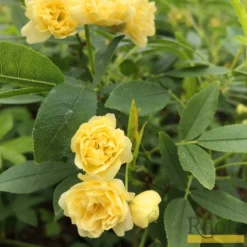 'Rosa Banksiae 'Lutea' | Rambling Rose -Plant Promotion Shop Bank 4