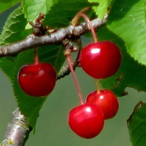 'Burlat' Cherry Tree 3 'Burlat' Cherry Tree - Image 3