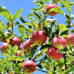 Dabinett Cider Apple Tree -Plant Promotion Shop Dabinett 3