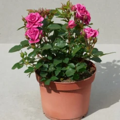 'Patio Hit Dafne' Patio Shrub Rose -Plant Promotion Shop Dafne Hit PatioHit Poulpah103 N 3