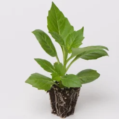 Dahlia Dalina Maxi 'Salinas' Jumbo Plug Plants 9 Dahlia Dalina Maxi 'Salinas' Jumbo Plug Plants -Plant Promotion Shop Dahlia example a032a9cc cdb2 41ca 9f2a ecd5b64e8108