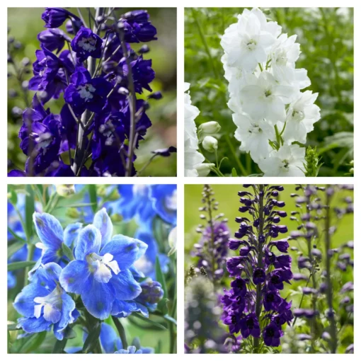 Delphinium Camelot Collection -Plant Promotion Shop Delphinium Collage scaled
