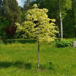 Variegated Norway Maple Tree | Acer Platanoides 'Drummondii' -Plant Promotion Shop Drummondii 1