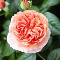 'Duchess Of Cornwall' Hybrid Tea Rose -Plant Promotion Shop Duchess of Cornwall 3