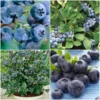All Season Blueberry Plants Collection