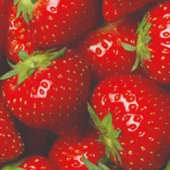 Elsanta Strawberry Plants -Plant Promotion Shop FRU0016 3