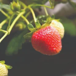 Cambridge Favourite Strawberry Plants -Plant Promotion Shop FRU0018 1