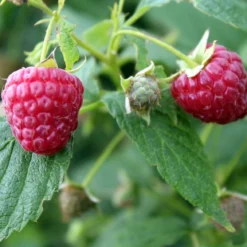 Award Winning Raspberry Canes | Growers' Choice 9 Award Winning Raspberry Canes | Growers' Choice -Plant Promotion Shop FRU0039 1 493da097 e491 462e 81ee 19f087484cc0
