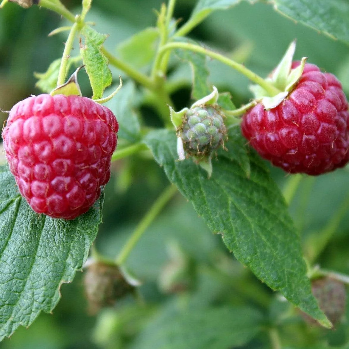Award Winning Raspberry Canes | Growers' Choice 3 Award Winning Raspberry Canes | Growers' Choice - Image 3