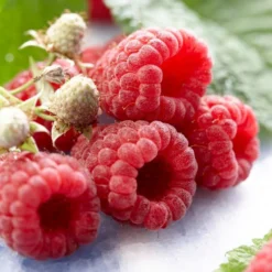 All Season Raspberry Plants Collection -Plant Promotion Shop FRU0041 1 d548fa5a 11b5 4f0a b1d8 2dbe54a9fe51
