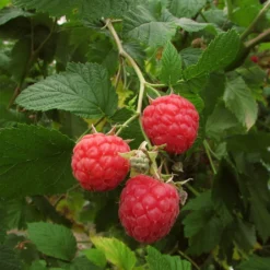 Autumn Bliss Raspberry Plants 10 Autumn Bliss Raspberry Plants -Plant Promotion Shop FRU0041 3