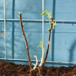 Autumn Bliss Raspberry Plants 9 Autumn Bliss Raspberry Plants -Plant Promotion Shop FRU0041 4