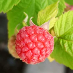 Award Winning Raspberry Canes | Growers' Choice 11 Award Winning Raspberry Canes | Growers' Choice -Plant Promotion Shop FRU0042 4 fd6c3fad c93c 4ecb 93dd e68bf38f400a