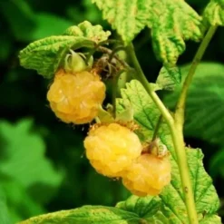 All Gold Raspberry Plants -Plant Promotion Shop FRU0044 2 540x 8d3cb59b 8326 4192 996d 35f1b0521248
