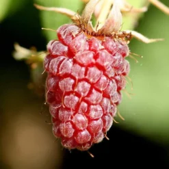 Thornless Loganberry Plant -Plant Promotion Shop FRU0051 1