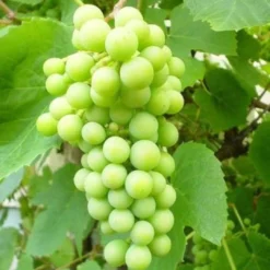Seedless Outdoor Grape Collection 6 Seedless Outdoor Grape Collection -Plant Promotion Shop FRU0066 2 6a364299 bd81 426d b0f0 35c995d96990