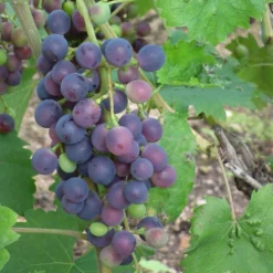 'Muscat Blue' Grape Vine