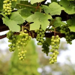 'Lakemont' Seedless Outdoor Grape Vine 5 'Lakemont' Seedless Outdoor Grape Vine -Plant Promotion Shop FRU0069 2