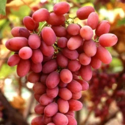 Seedless Outdoor Grape Collection 7 Seedless Outdoor Grape Collection -Plant Promotion Shop FRU0070 1 c32b8699 ae0e 4165 8257 4d61cf0ef37e