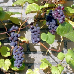 'Boskoop Glory' Seedless Outdoor Grape Vine -Plant Promotion Shop FRU0071 3