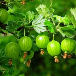 Complete Gooseberry Collection | Red, White & Green 8 Complete Gooseberry Collection | Red, White & Green -Plant Promotion Shop FRU0077 5 c4950aeb 70ed 4be1 a3f0 019e8fc00a92