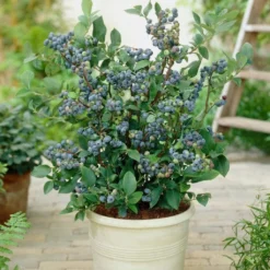 All Season Blueberry Plants Collection 6 All Season Blueberry Plants Collection -Plant Promotion Shop FRU0083 2 08deb223 7e01 46d3 89b8 90aa57d4543b
