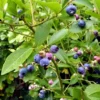 Goldtraube Blueberry Bush