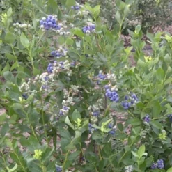 Duke Blueberry Bush -Plant Promotion Shop FRU0089 2
