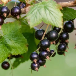 Ben Lomond Blackcurrant Bush -Plant Promotion Shop FRU0092 3