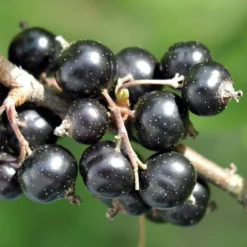Ben Connan Blackcurrant Bush -Plant Promotion Shop FRU0093 1