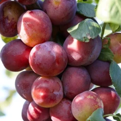 Complete Orchard Collection | Apple, Cherry, Pear, Plum Trees 7 Complete Orchard Collection | Apple, Cherry, Pear, Plum Trees -Plant Promotion Shop FRU0106 1 98f0eb80 983e 435a 9972 91a17b19d701
