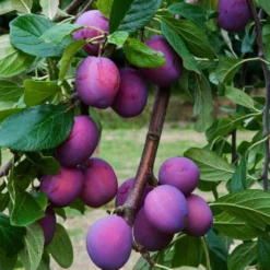 3 Super Easy To Grow Fruit Trees | Apple, Fig & Plum -Plant Promotion Shop FRU0106 6