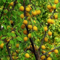 Oullins Golden Gage Plum Tree 8 Oullins Golden Gage Plum Tree -Plant Promotion Shop FRU0112 1