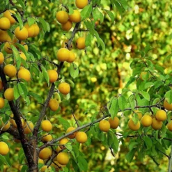 Oullins Golden Gage Plum Tree 10 Oullins Golden Gage Plum Tree -Plant Promotion Shop FRU0112 2
