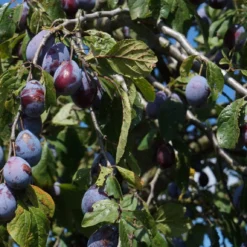 Merryweather Damson Tree 10 Merryweather Damson Tree -Plant Promotion Shop FRU0120 2
