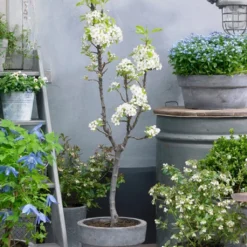 Doyenné Du Comice Pear Tree -Plant Promotion Shop FRU0124 4