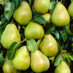 Doyenné Du Comice Pear Tree